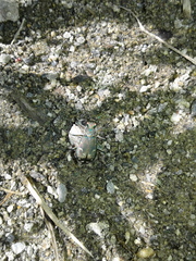 Cicindela depressula
