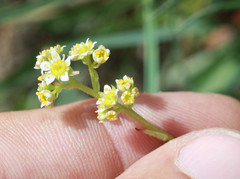 Micranthes aprica