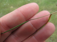 Sporobolus vaginiflorus