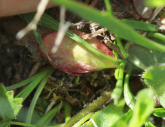 Micranthes aprica