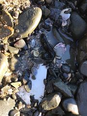 Acanthoclinus fuscus