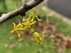 Dendrophthoe pentandra
