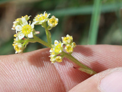 Micranthes aprica