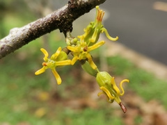 Dendrophthoe pentandra