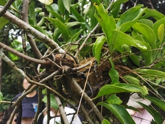 Dendrophthoe pentandra