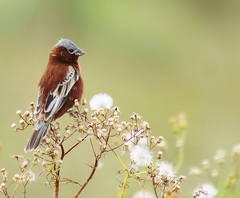 Sporophila cinnamomea
