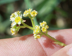 Micranthes aprica