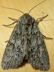Andropolia contacta