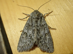 Andropolia contacta