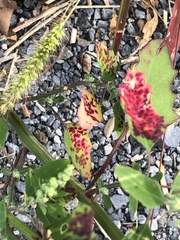 Norvellina chenopodii