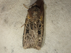 Euxoa divergens