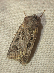 Euxoa divergens