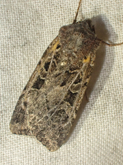 Euxoa divergens