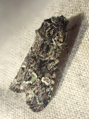 Lacinipolia comis