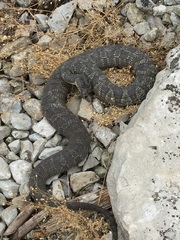 Nerodia sipedon insularum