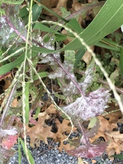 Septoria sonchifolia