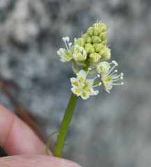 Toxicoscordion venenosum