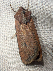 Euxoa ochrogaster