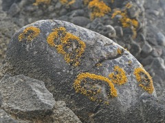 Polycauliona coralloides