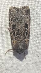 Euxoa divergens
