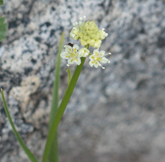 Toxicoscordion venenosum