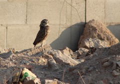 Athene cunicularia