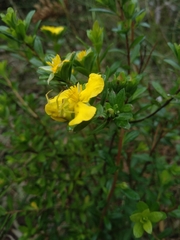 Hibbertia nitida