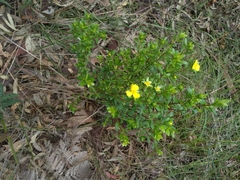 Hibbertia nitida