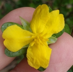 Hibbertia nitida