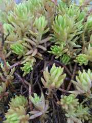 Sedum mexicanum