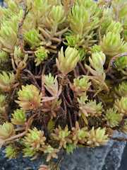 Sedum mexicanum