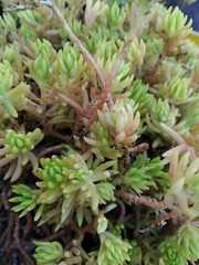 Sedum mexicanum