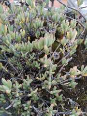Sedum mexicanum