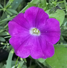 Petunia