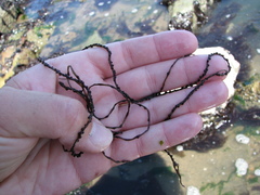 Gracilariopsis
