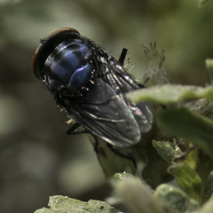 Compsomyiops callipes