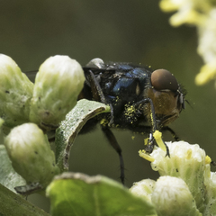 Compsomyiops callipes