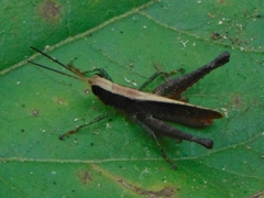 Maculiparia rotundata