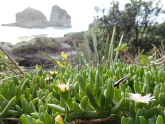 Disphyma australe australe