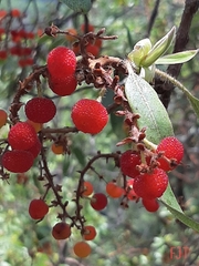 Arbutus tessellata
