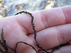 Gracilariopsis