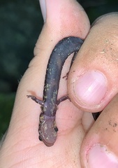 Plethodon shenandoah