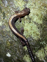 Plethodon shenandoah