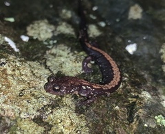 Plethodon shenandoah