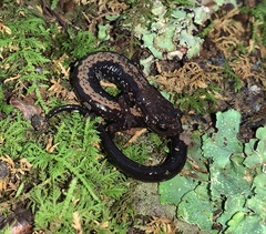 Plethodon shenandoah