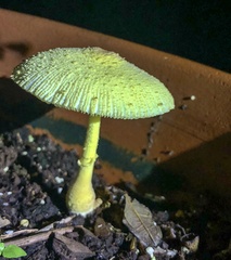 Leucocoprinus birnbaumii