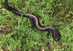 Plethodon shenandoah