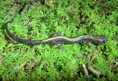 Plethodon shenandoah