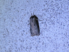 Agrotis malefida