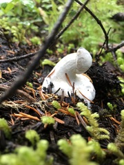 Hypomyces boletiphagus